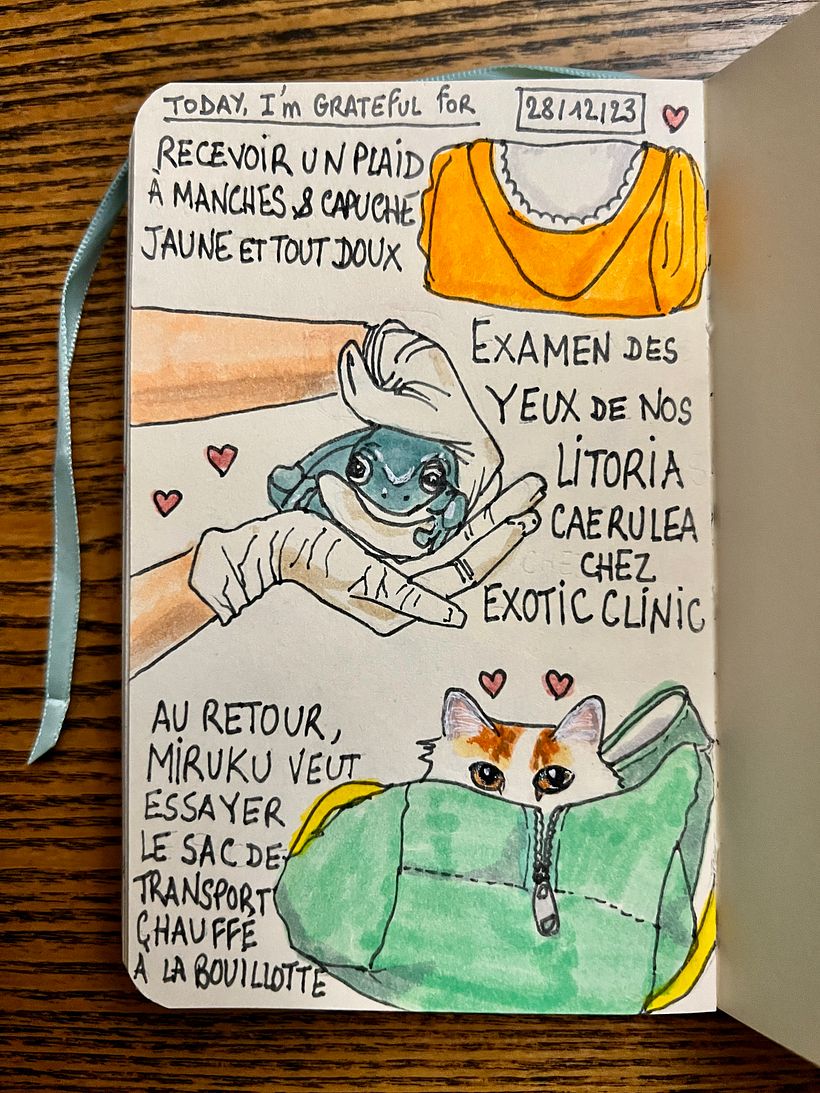 Bringing our frogs to a specialised vet for an eye exam, then Miruku the cat  wants to try their warmed bag