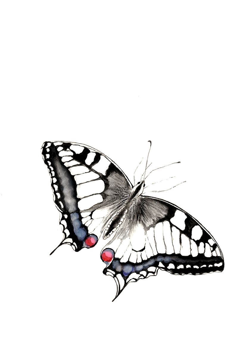Butterflies 4