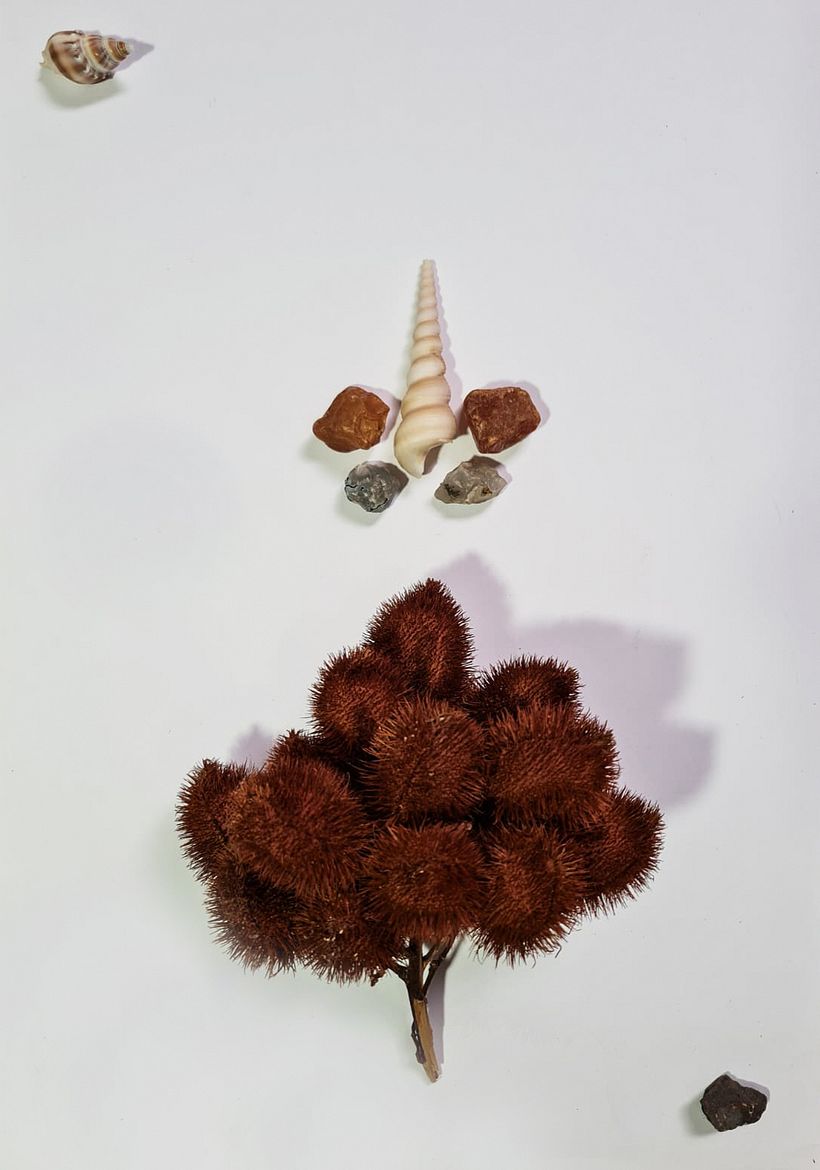 Sementes a conchas - 3