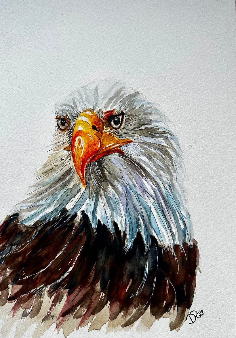 Weißkopfseeadler 1