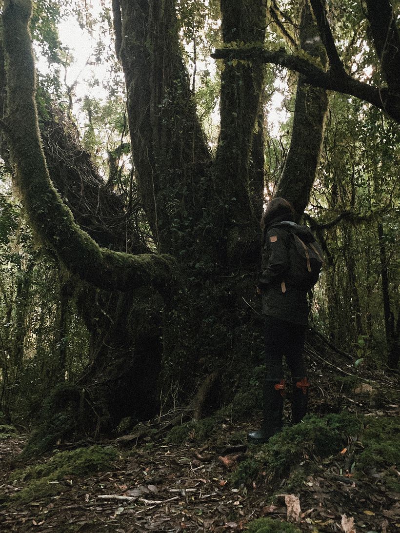 Chucao - Unveiling the secretes of the chilean temperate forest 1