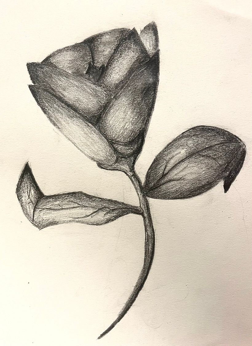 DA Flor a grafit - Tradycyjna ilustracja