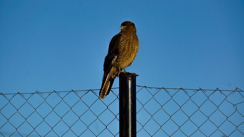Malvago Chimango, ave nativa de la provincia de Tierra del Fuego, Argentina 