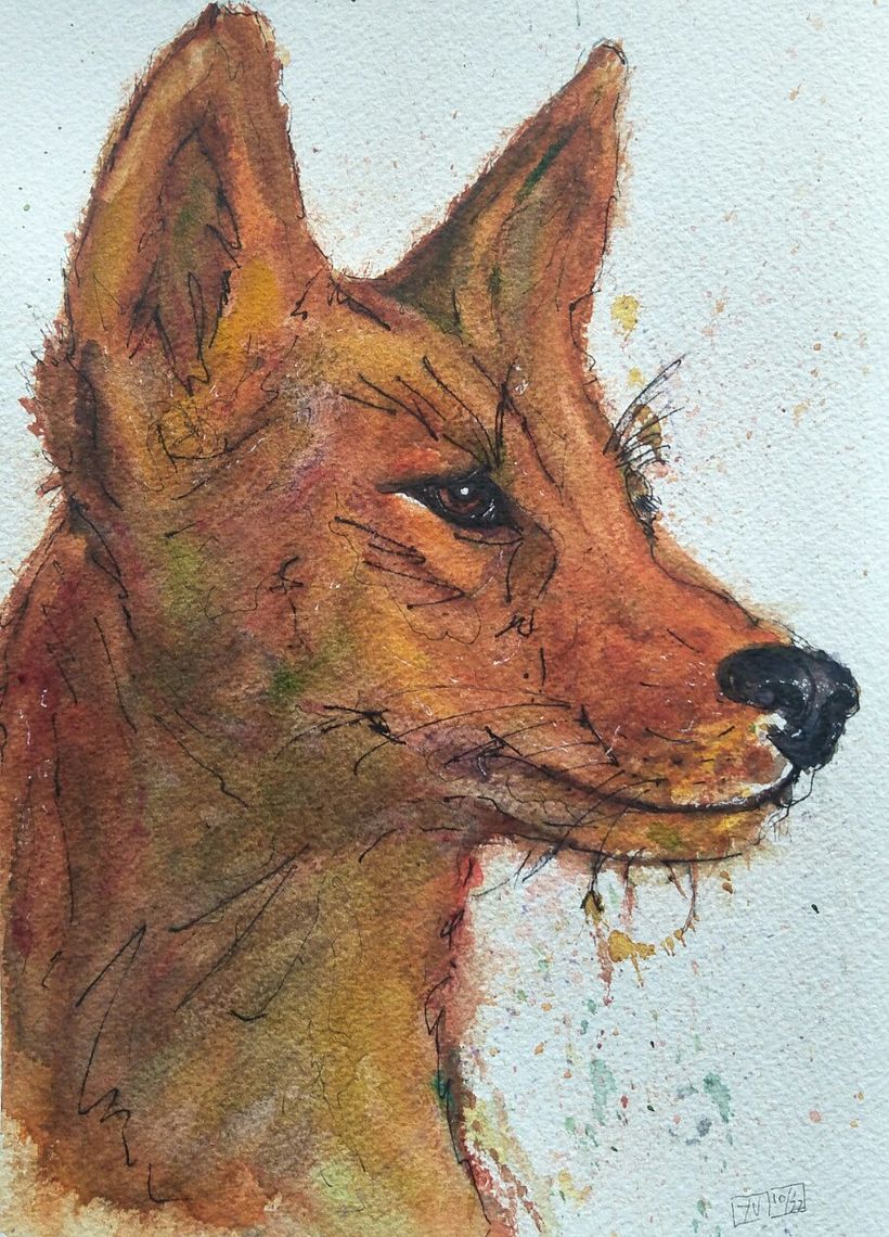 Dingo