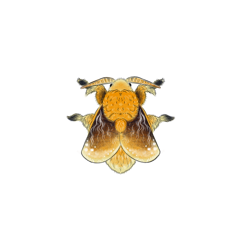 Diseño de tatuaje "Polilla de Franela". (N.C: Megalopyge opercularis)