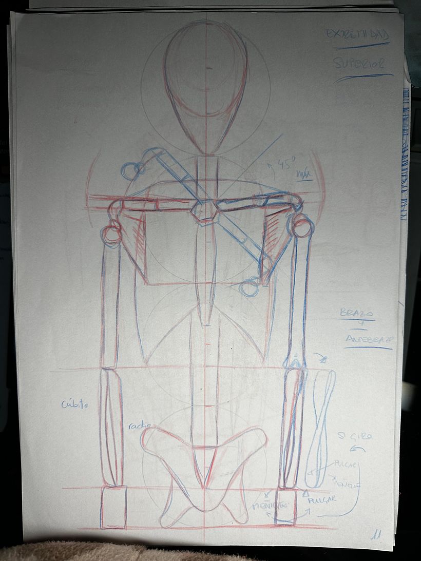 Mi proyecto del curso: Dibujo anatómico para principiantes 3
