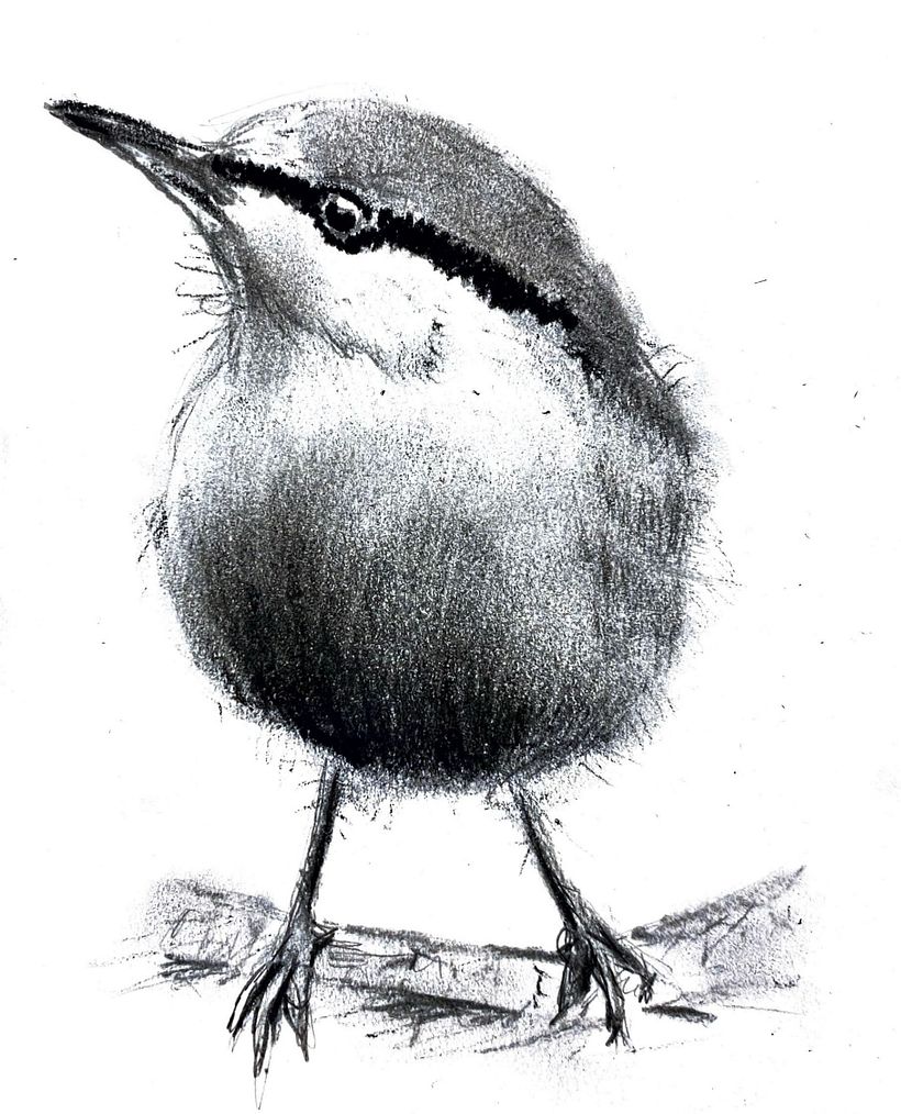 My project for course: Illustrating the Natural World with Watercolor and Charcoal 2