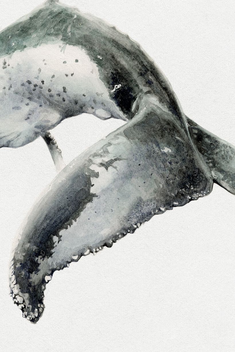 Las Gigantes: Whales in Watercolor 7