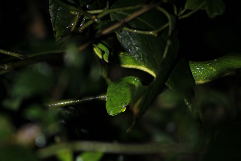 Mi proyecto del curso: Costa Rica y su Biodiversidad única. 9
