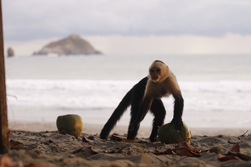 Mi proyecto del curso: Costa Rica y su Biodiversidad única. 4