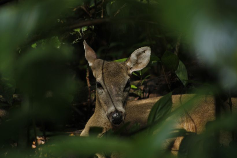 Venado