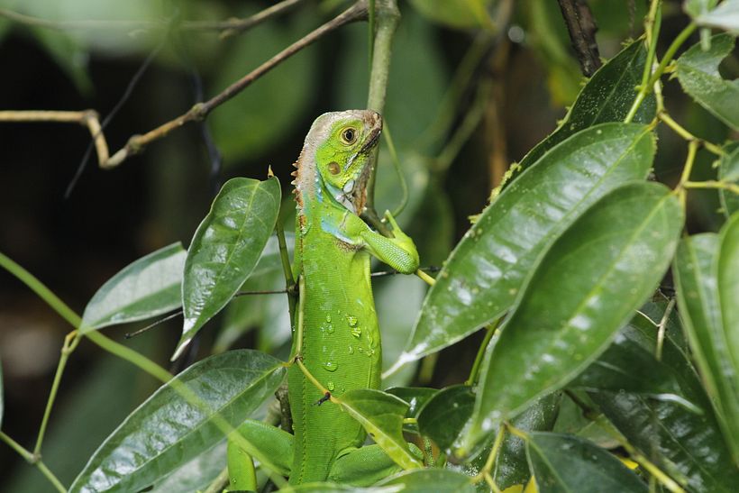 Iguana Verde, Parque Manuel Antonio, Costa Rica.