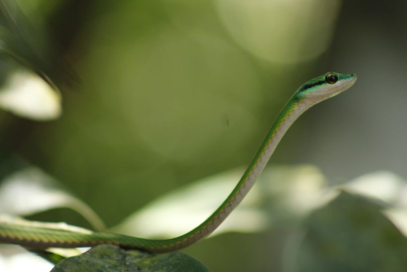 Bejuquilla verde