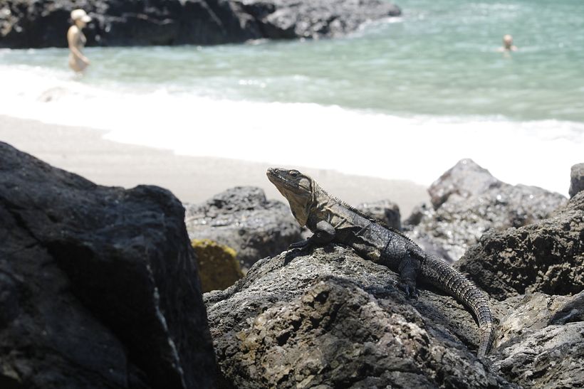 Iguana tomando sol en Playa Escondido, Parque Manuel Antonio.
