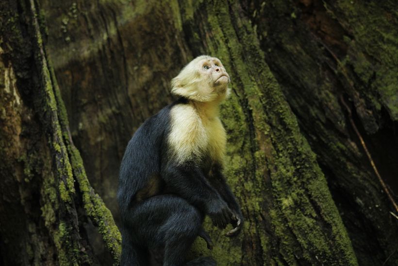 Mono Capuchino Cariblanco, Parque Nacional Manuel Antonio.