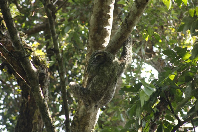 Oso Perezoso, Parque Manuel Antonio