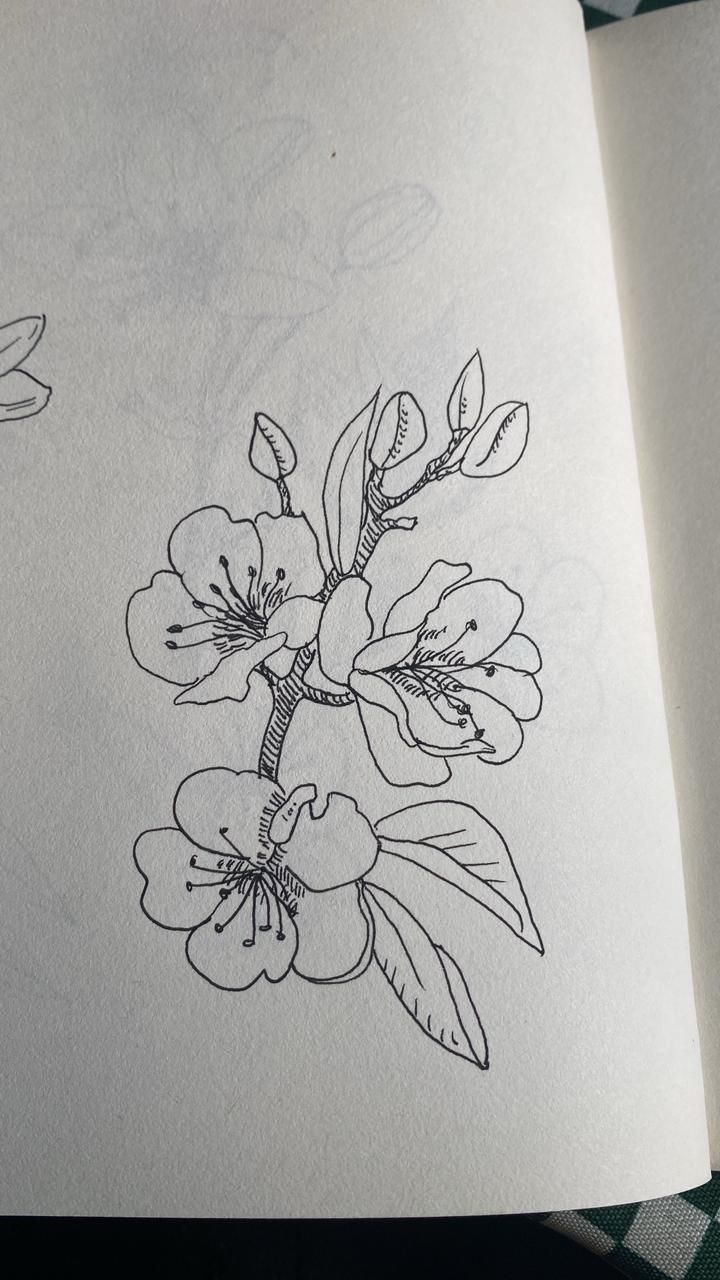 Mi proyecto del curso: Sketchbook botánico: una aproximación meditativa 3