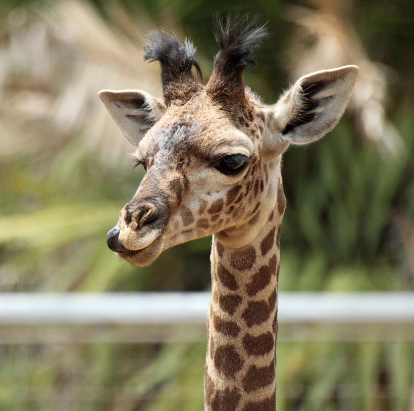 Here is my reference photo 