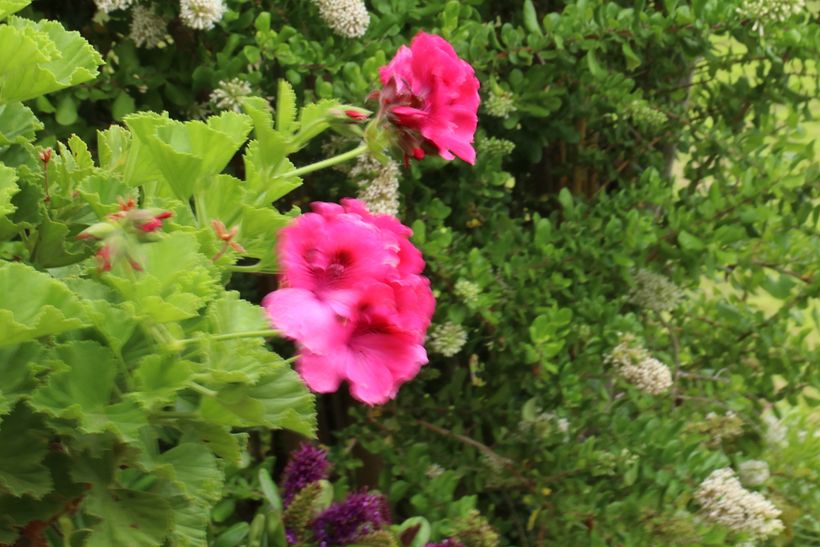 Flor y Plano en movimiento