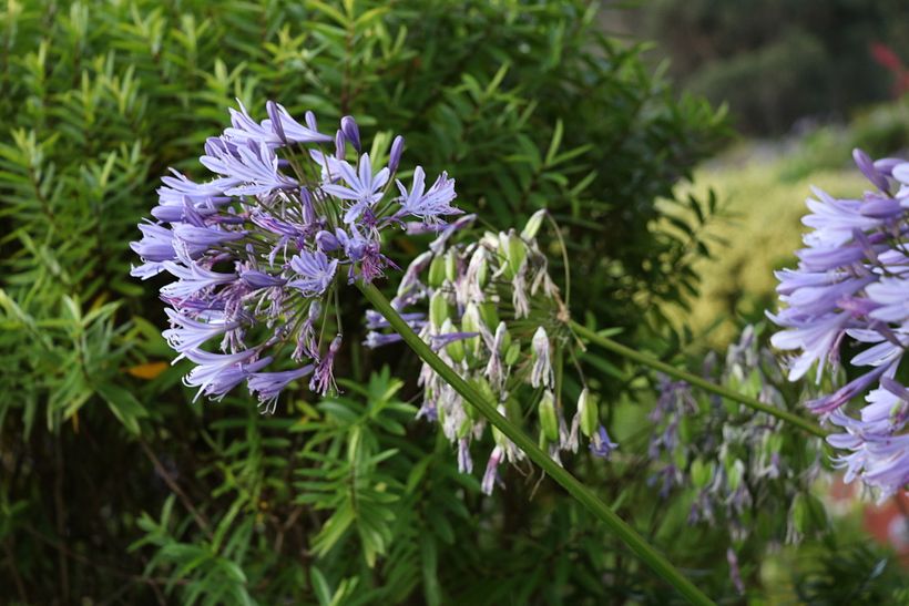 Flore Morada ampliando Plano Posterior