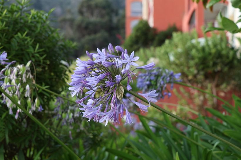 Flor Morada 1er Plano