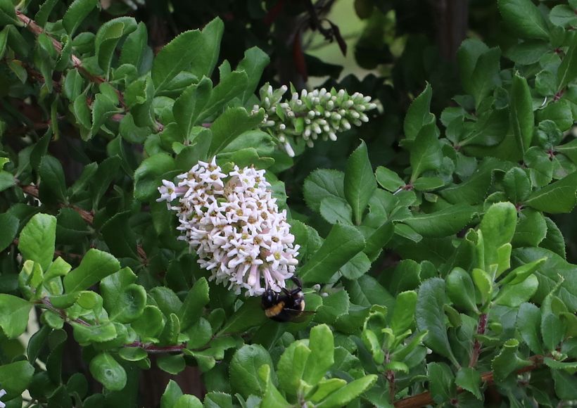 Sorpresa entre las Flores en Primer Plano Congelado