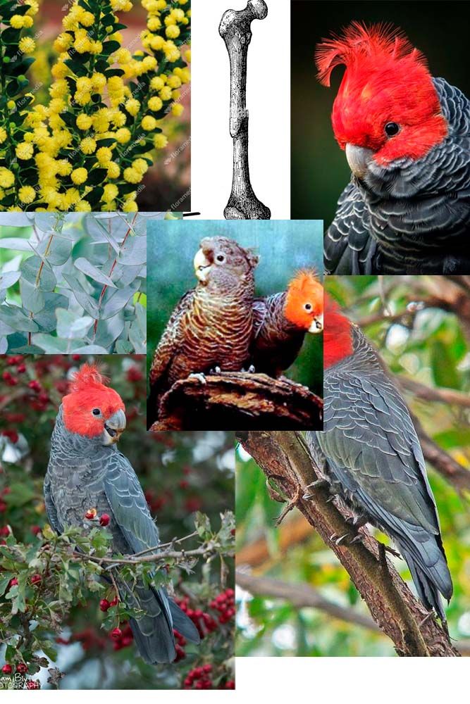 Mi proyecto del curso: Ilustración naturalista con bolígrafo 4