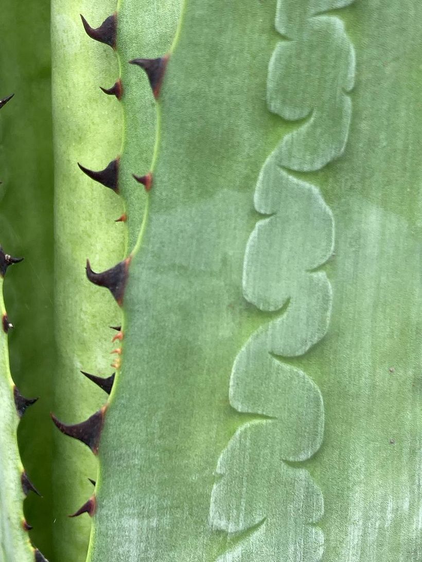 Las marcas de la vida