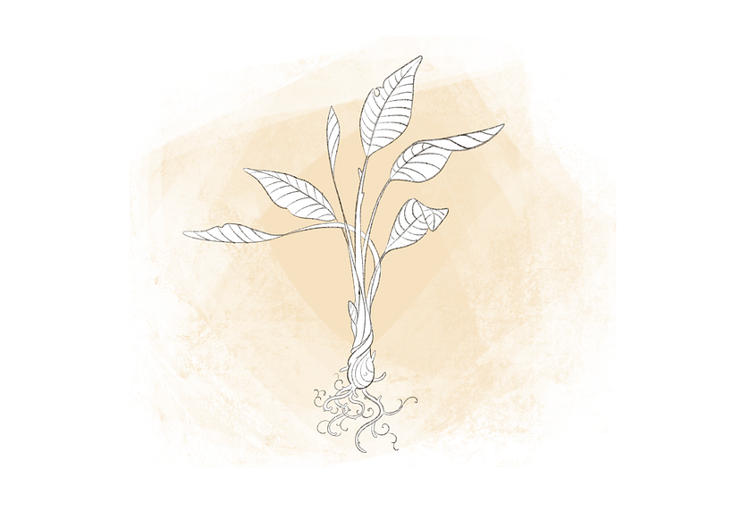 how to draw plants