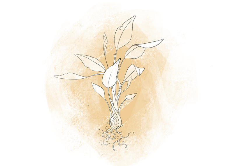 how to draw a plant tutorial