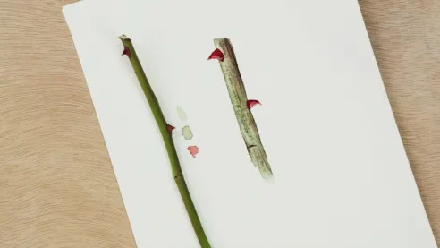 Watercolor Tutorial: textures with hairs and thorns 7