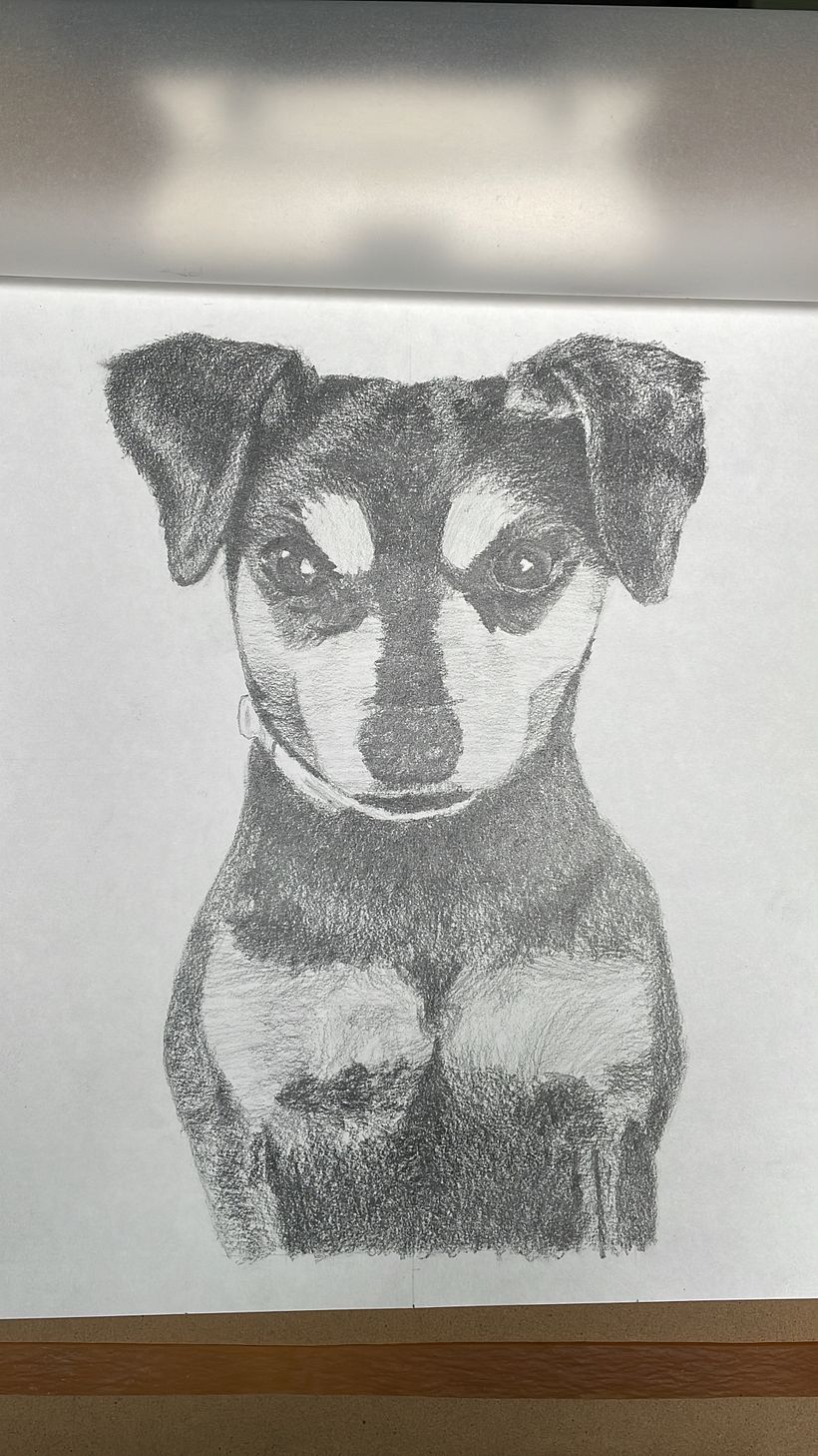 Pet Portraits 2
