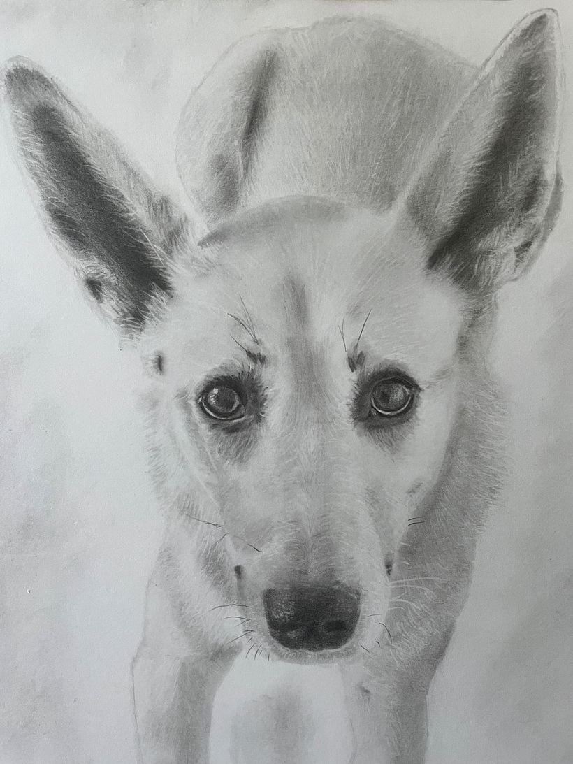 Pet Portraits 1