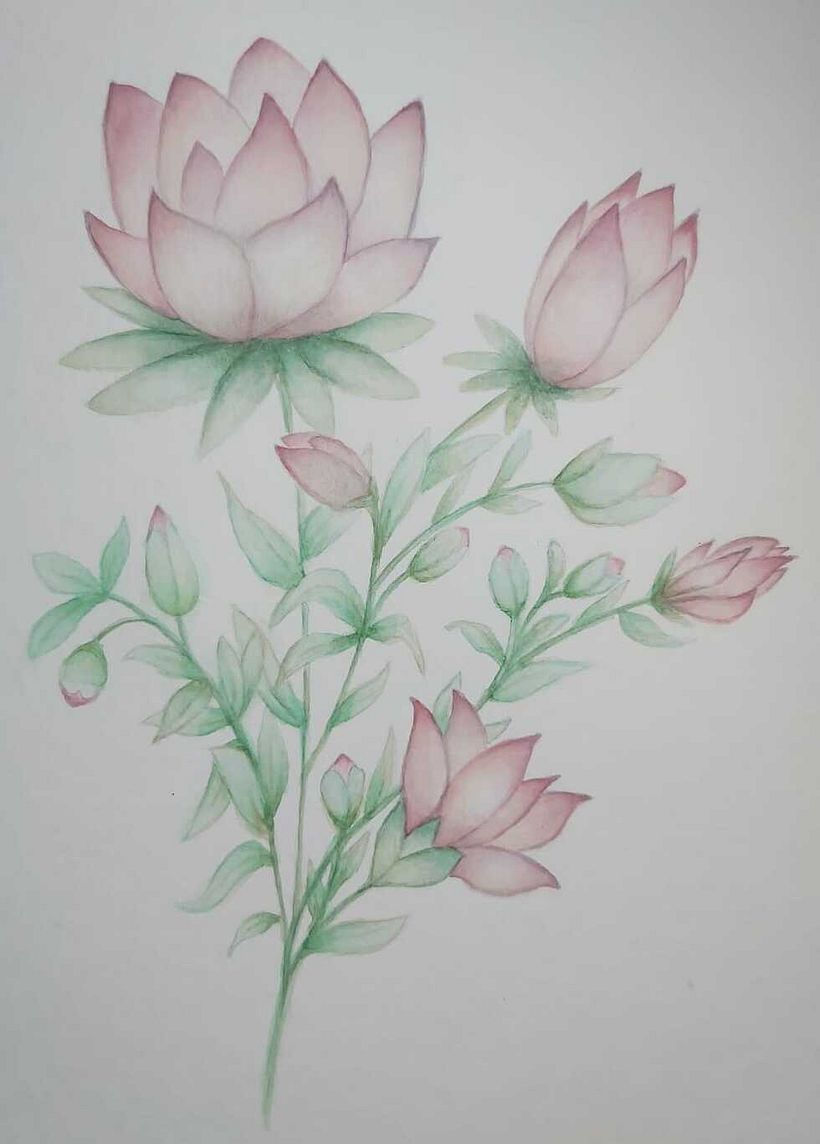 Mi primera ilustración botánica