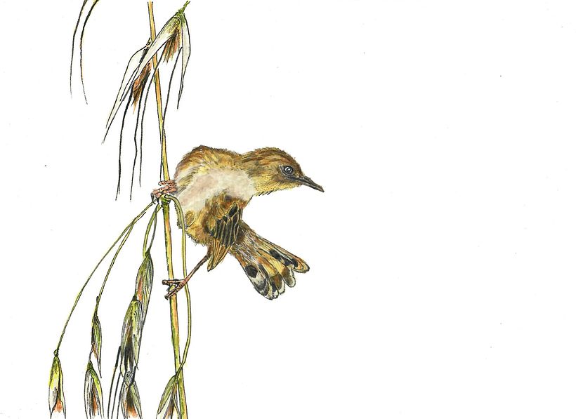 My project for course: Artistic Watercolor Techniques for Illustrating Birds 4