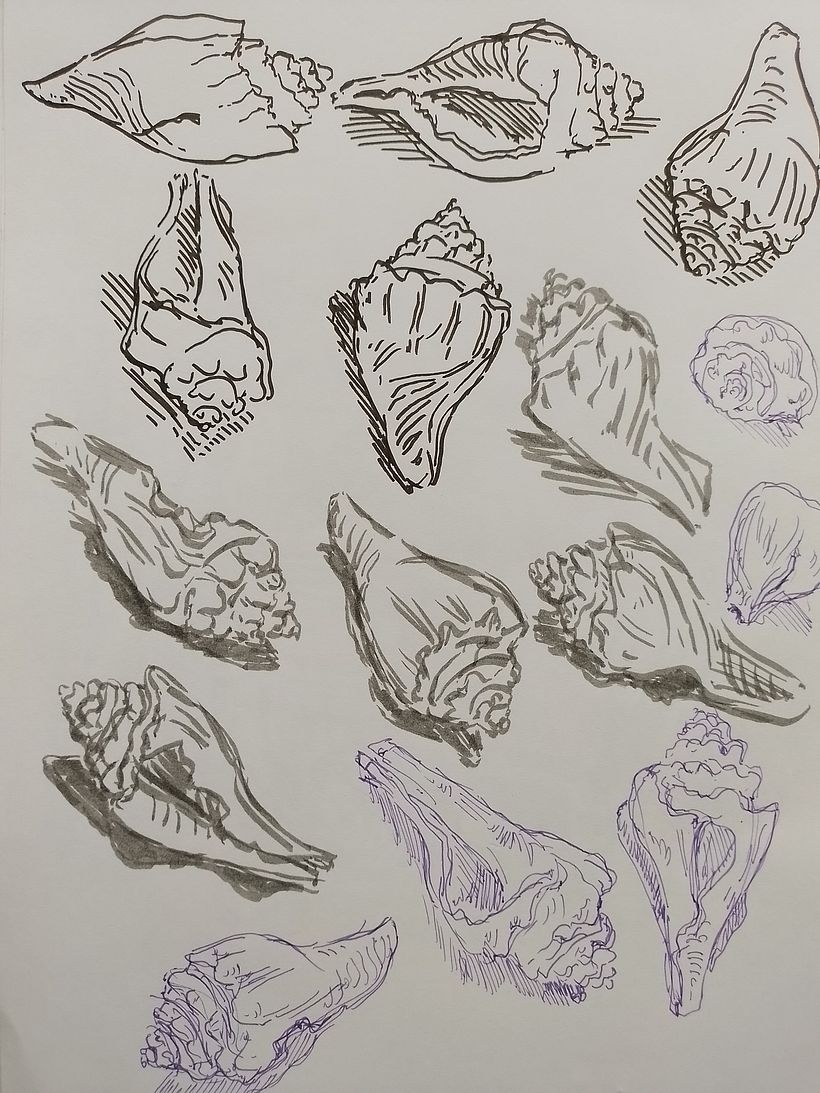 seashell done in fineliner and brush pens