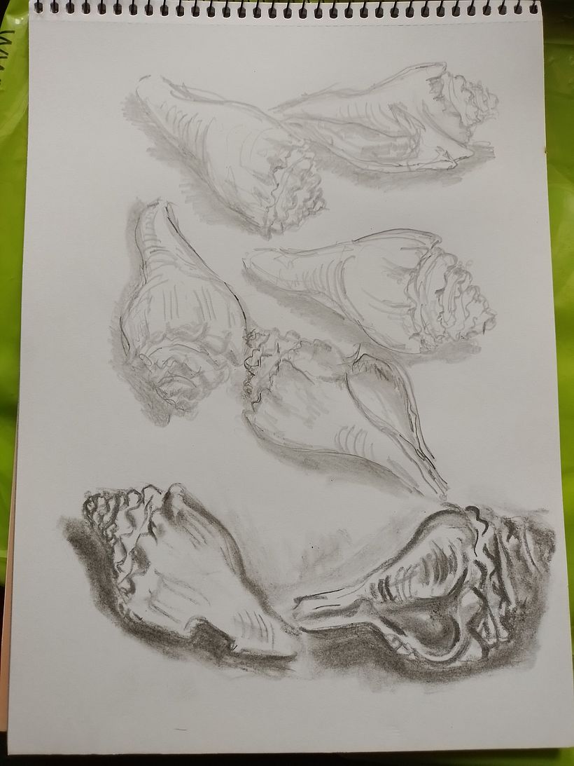 seashell done with graphite pencil and graphite blocks
