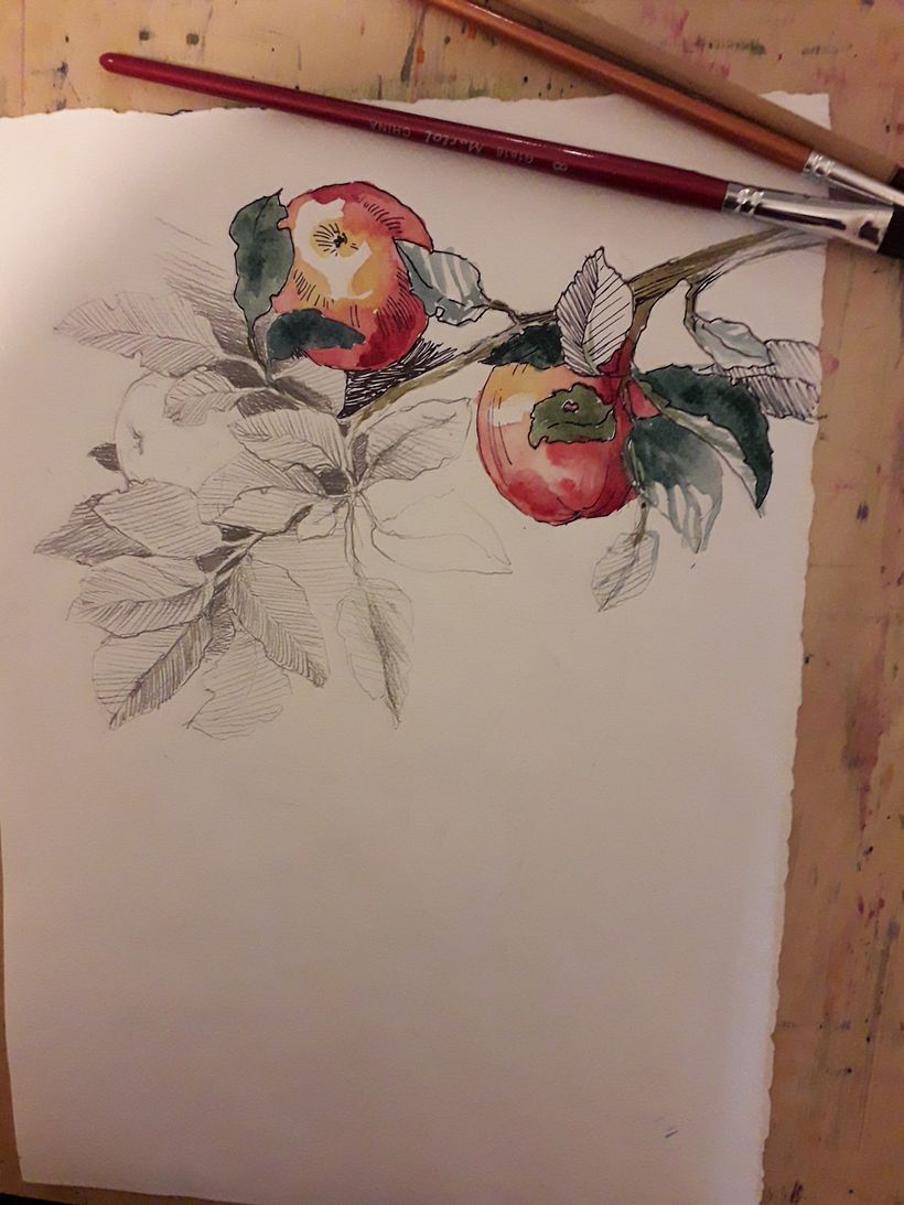 Botanical illustrations -my previous works 8