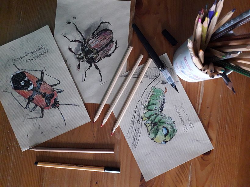 Insect collection - previous works 1