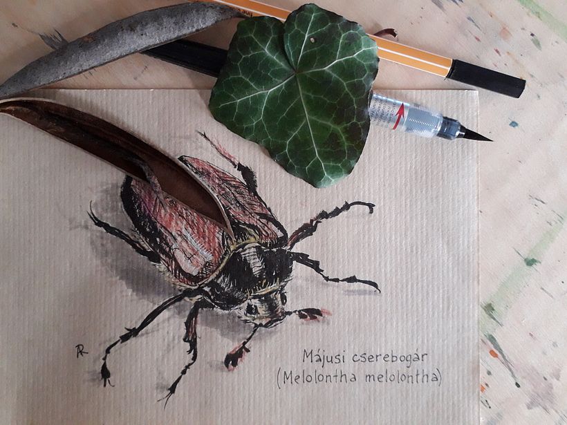 Insect collection - previous works 2