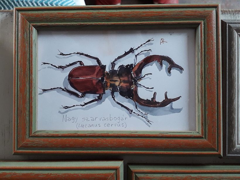 Insect collection - previous works 3