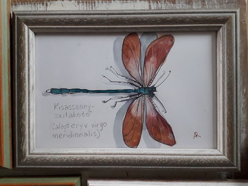 Insect collection - previous works 4