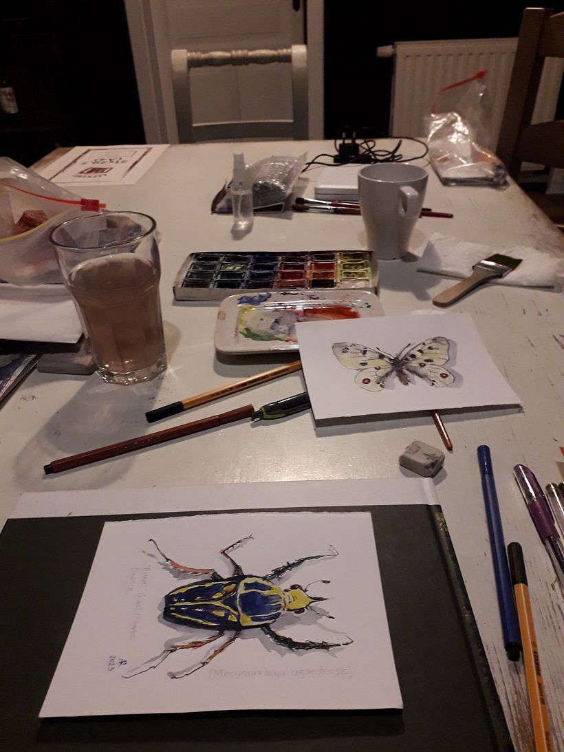 Insect collection - previous works 5