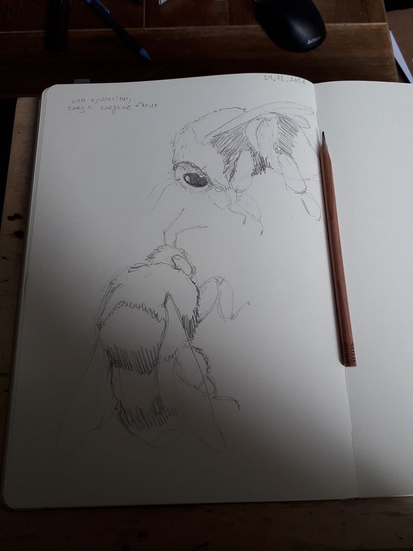 Insect collection - previous works 7