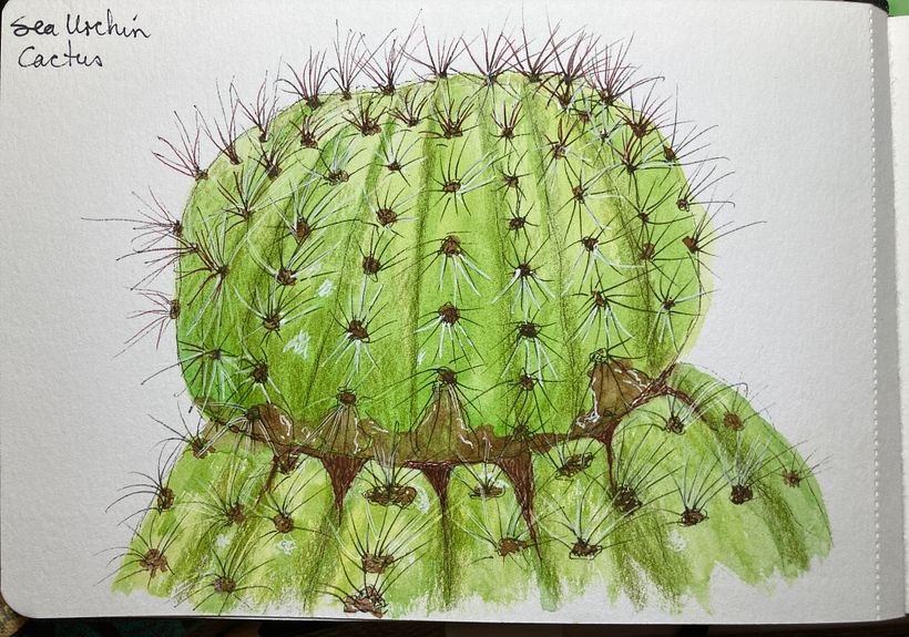 My project for course: Botanical Sketchbooking: A Meditative Approach 5
