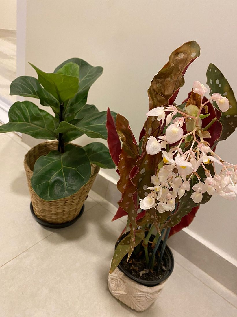 Comprei essas duas plantinhas e ainda estou aprendendo como cuidar delas para partir para maiores!
