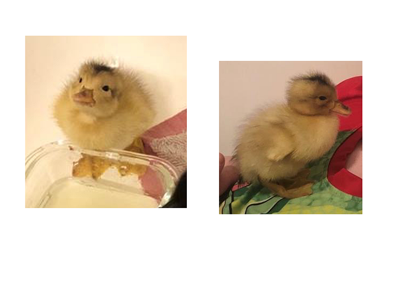 Reference photos for tonal value exercise