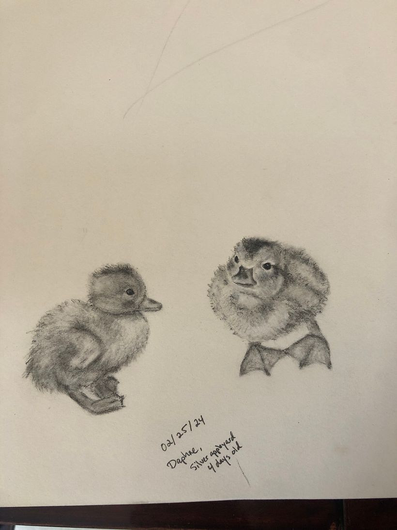 Charcoal drawing of ducklings. Tonal value exercise. 