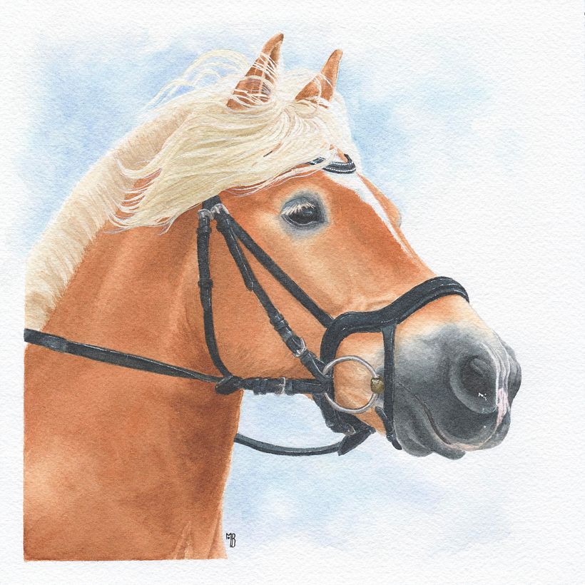 Indiana, cheval Haflinger