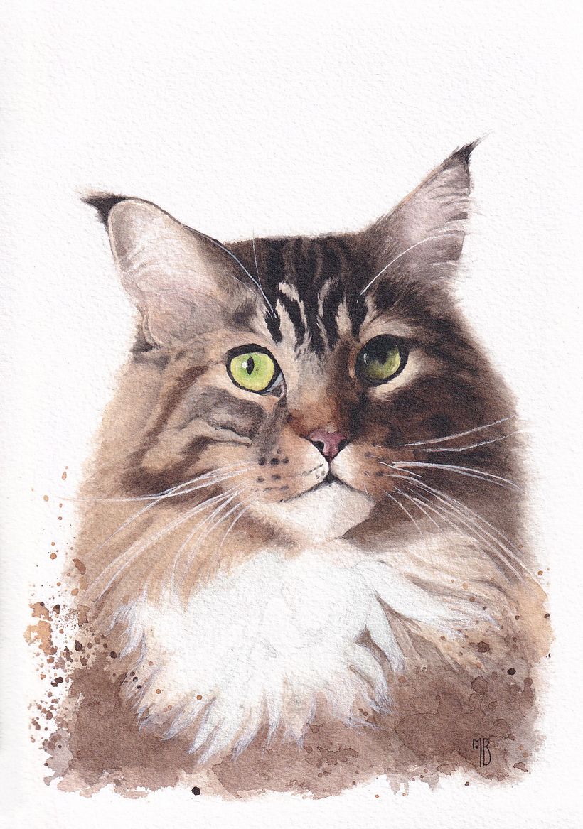 Jerka, Chat Maine Coon
